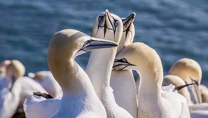 开云官方-篮球运动员赛前心理准备技术与效果评估，篮球比赛心理分析