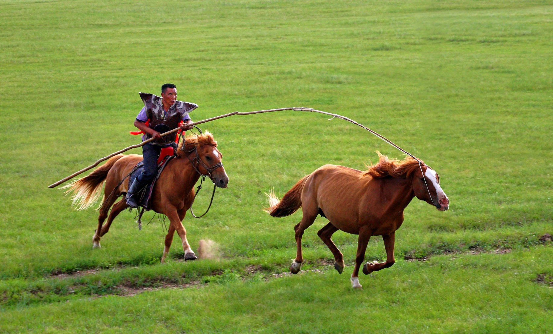 关于草原骑马表演赛,传统文化与运动融为一体的信息 关于草原骑马表演赛,传统文化与运动融为一体的信息